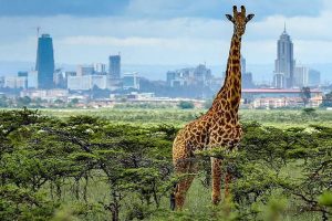 Thriving in the Silicon Savannah: Networking Tips for Tech Startups